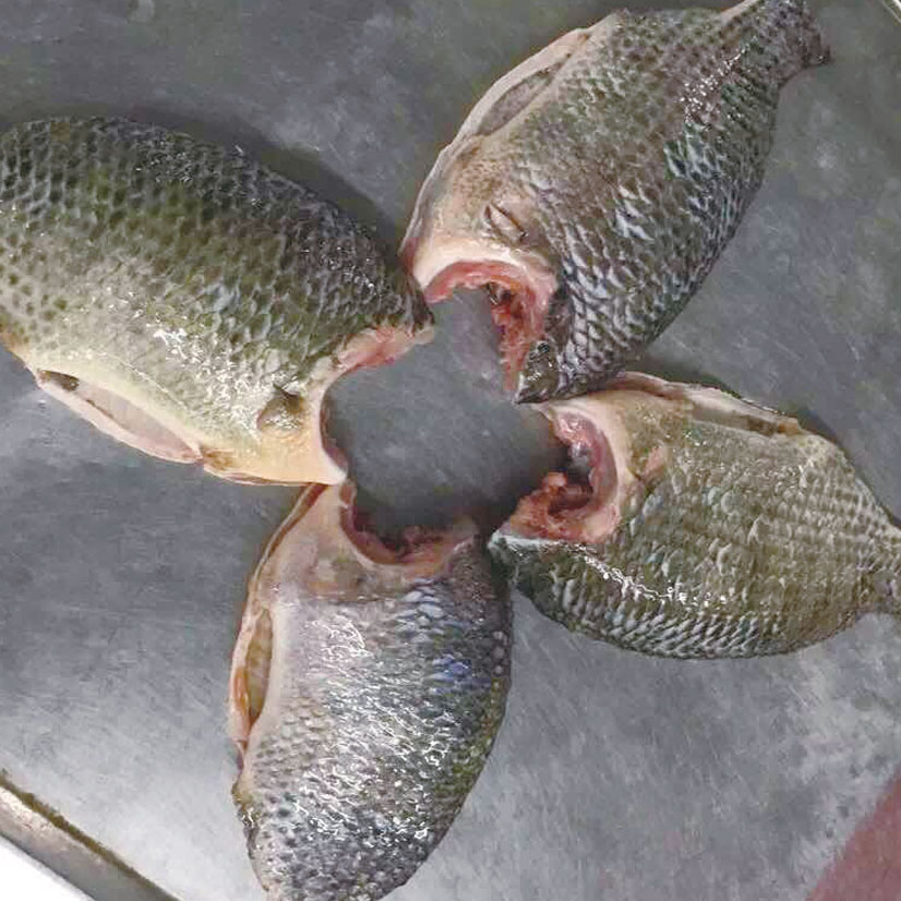 羅非魚